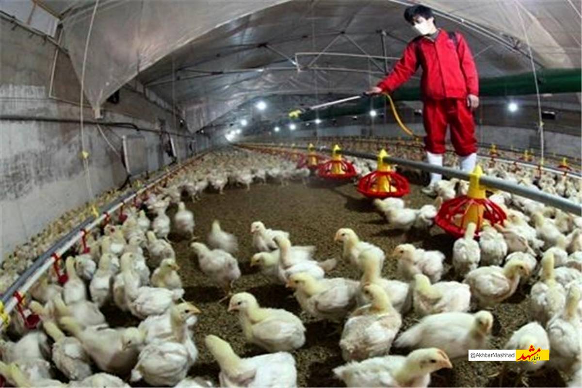 ۲۰ درصد نهاده مورد نیاز مرغداران خراسان رضوی تامین شد