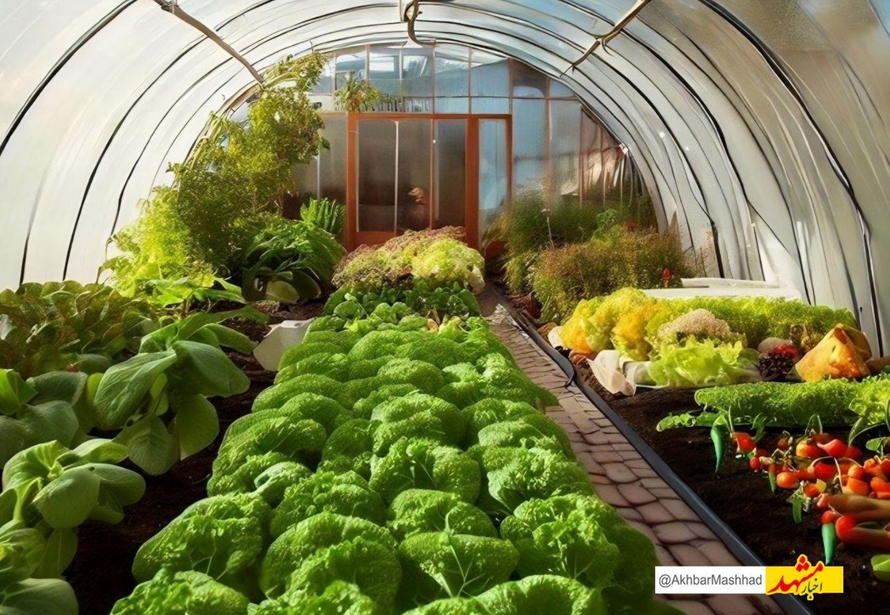 تولید سالانه 53 هزار تن محصولات گلخانه‌ای در خراسان رضوی