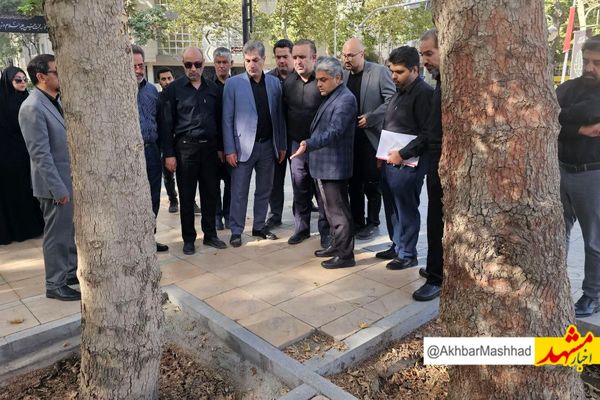 تلاش برای حفاظت از درختان چنار خیابان کوهسنگی؛ کاشت ۱۰۰ اصله درخت روتبالی در این محور