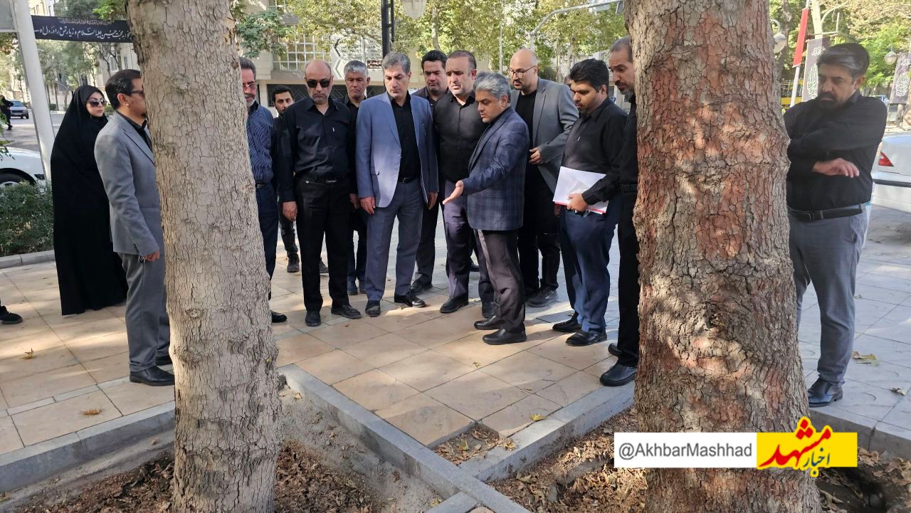 تلاش برای حفاظت از درختان چنار خیابان کوهسنگی؛ کاشت ۱۰۰ اصله درخت روتبالی در این محور