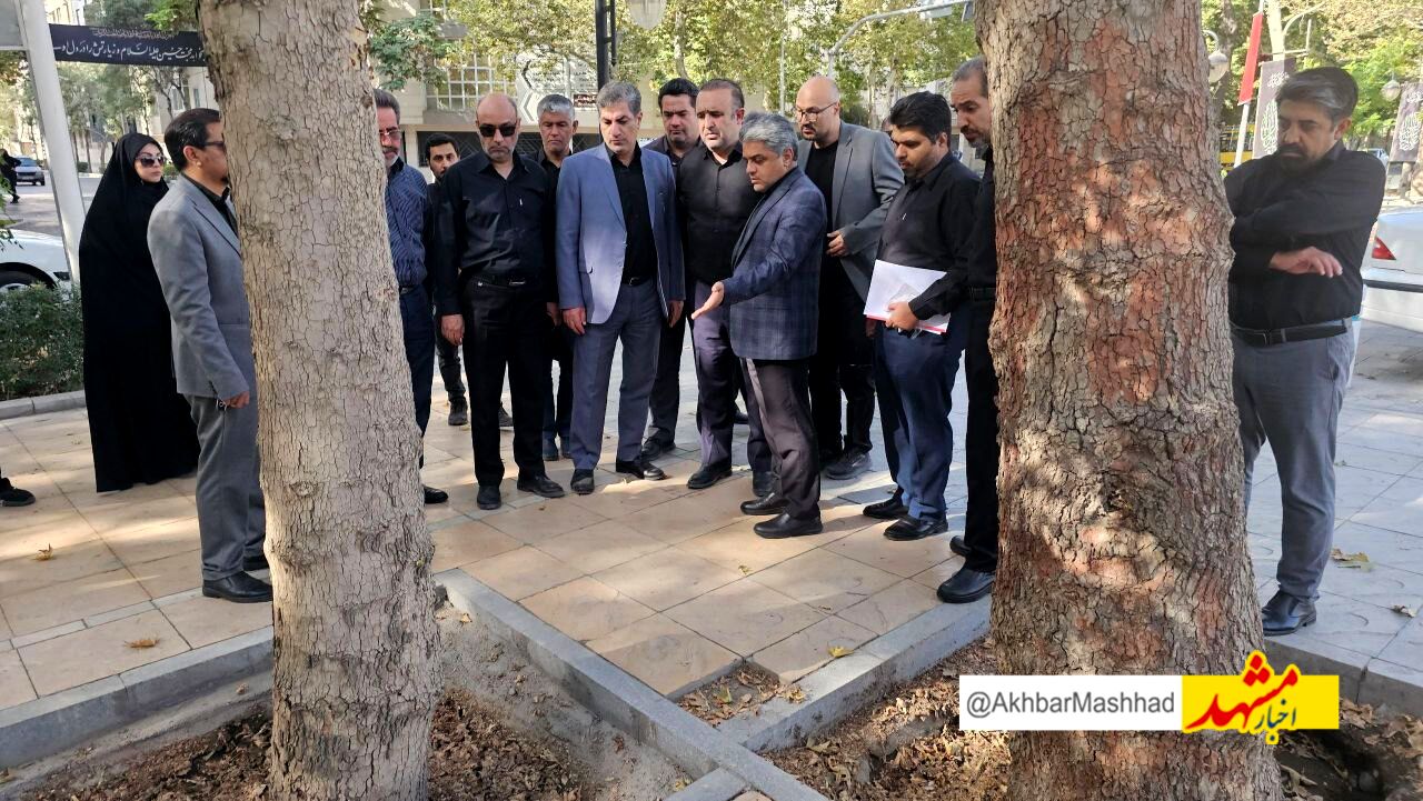تلاش برای حفاظت از درختان چنار خیابان کوهسنگی؛ کاشت ۱۰۰ اصله درخت روتبالی در این محور