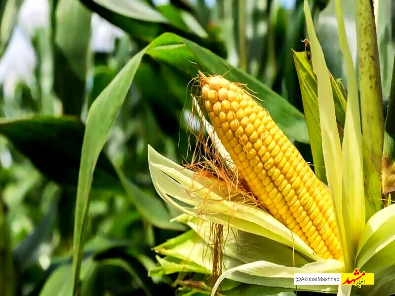 برداشت ذرت علوفه‌ای در خراسان رضوی آغاز شد