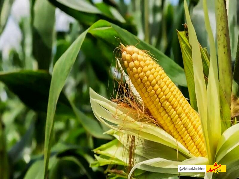 برداشت ذرت علوفه‌ای در خراسان رضوی آغاز شد