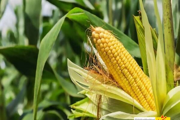 برداشت ذرت علوفه‌ای در خراسان رضوی آغاز شد