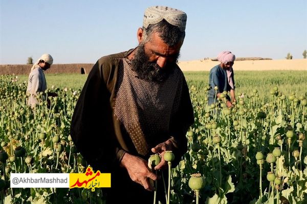 ایران ادعای طالبان برای کاهش کشت خشخاش ‌در افغانستان را قبول نکرد