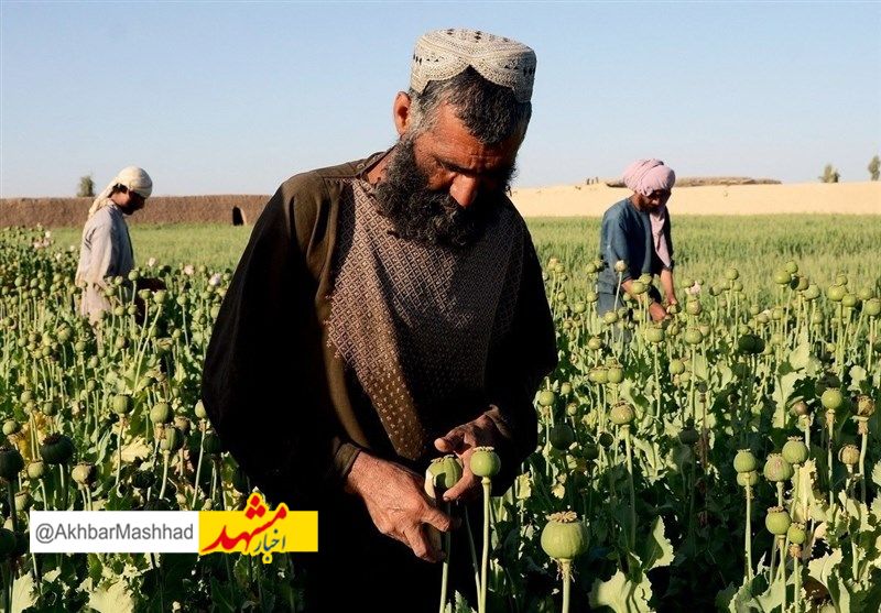 ایران ادعای طالبان برای کاهش کشت خشخاش ‌در افغانستان را قبول نکرد