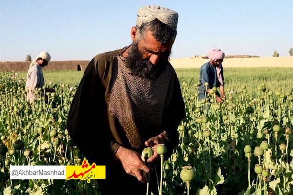 ایران ادعای طالبان برای کاهش کشت خشخاش ‌در افغانستان را قبول نکرد